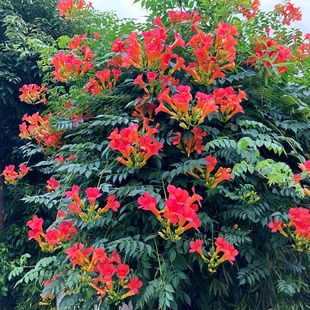 爬藤植物凌霄花苗盆栽四季 常绿垂吊攀爬植物室外阳台围墙炮仗花苗