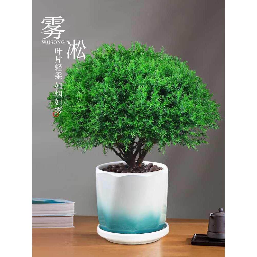 雾松盆栽植物室内四季常青绿植好养易活阳台办公室桌面绿色小盆景