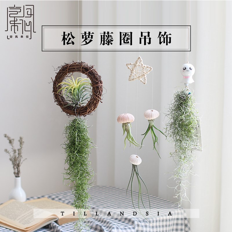 空气凤梨创意含盆底座吊饰无土植物室内客厅盆栽绿植空凤来仪优选