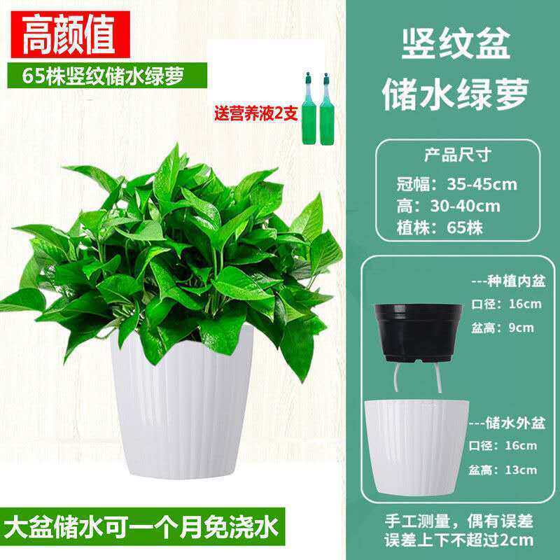 绿萝花卉盆栽除甲醛吊兰办公室客厅水培植物室内长藤 绿箩包邮
