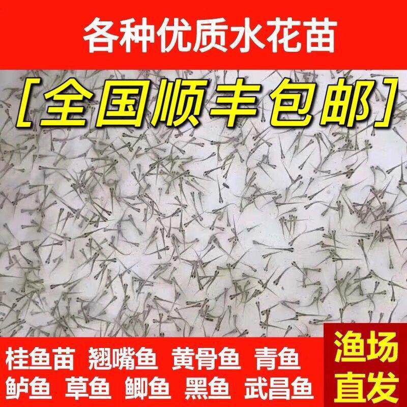 水花鱼苗 鲫鱼鱼桂鱼大头花鲢白鲢青鱼鲤鱼武昌鱼翘嘴鱼