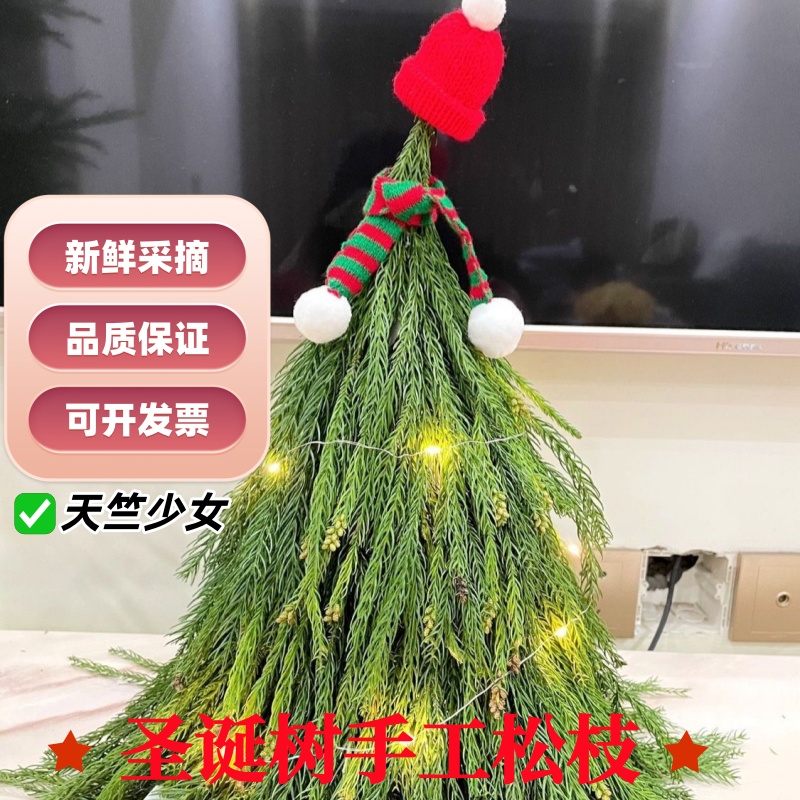 天竺少女松柳杉枝条新鲜