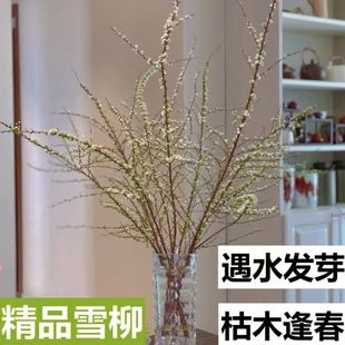 雪柳鲜枝干枝支盆栽水养插花水培植物室内花卉好养活绿植遇水开花