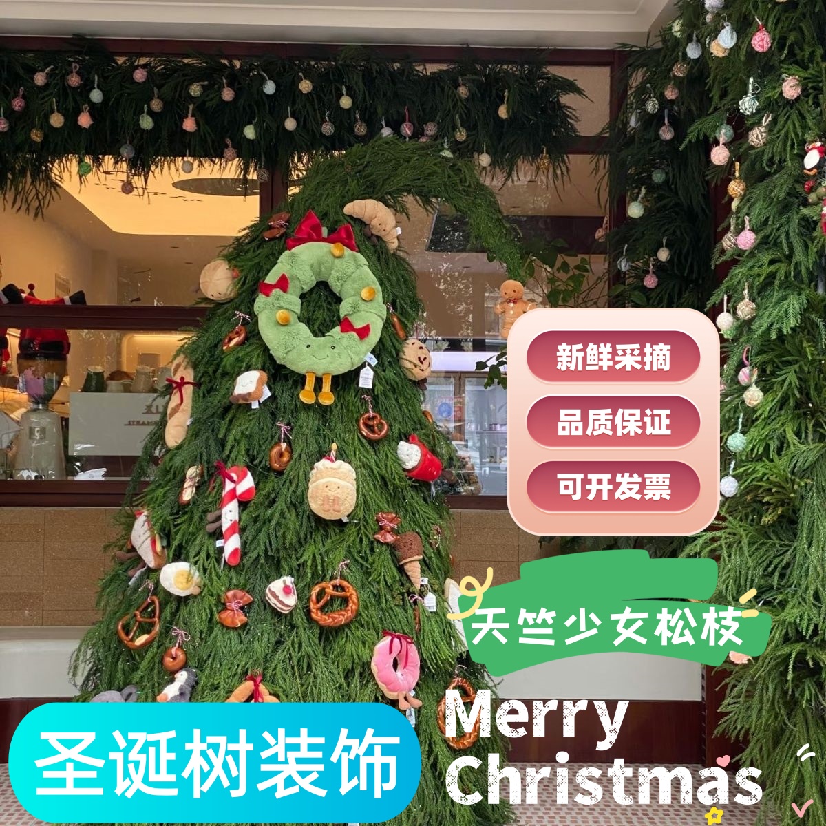 新鲜天竺少女基地直发做圣诞树