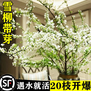 雪柳鲜枝干支枝盆栽水培植物鲜花卉绿植遇水开花盆栽龙柳雪柳