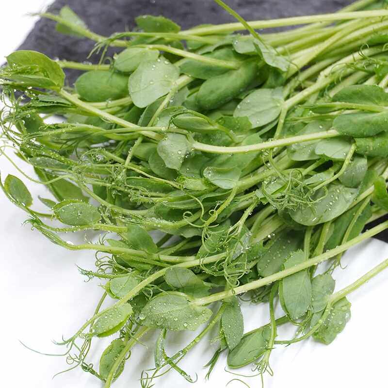 新鲜水培璇蔓豆苗龙须苗西餐食材摆盘装饰芽苗素食沙拉豌豆苗30g
