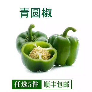 新鲜青圆椒灯笼椒500g 绿色圆椒新鲜蔬菜灯笼椒青圆椒甜椒大青椒