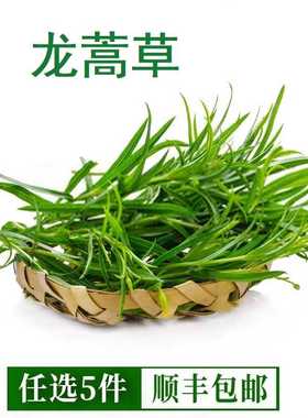 龙蒿草新鲜香艾菊100g法国Tarragon他拉根香草西餐香料法式料理