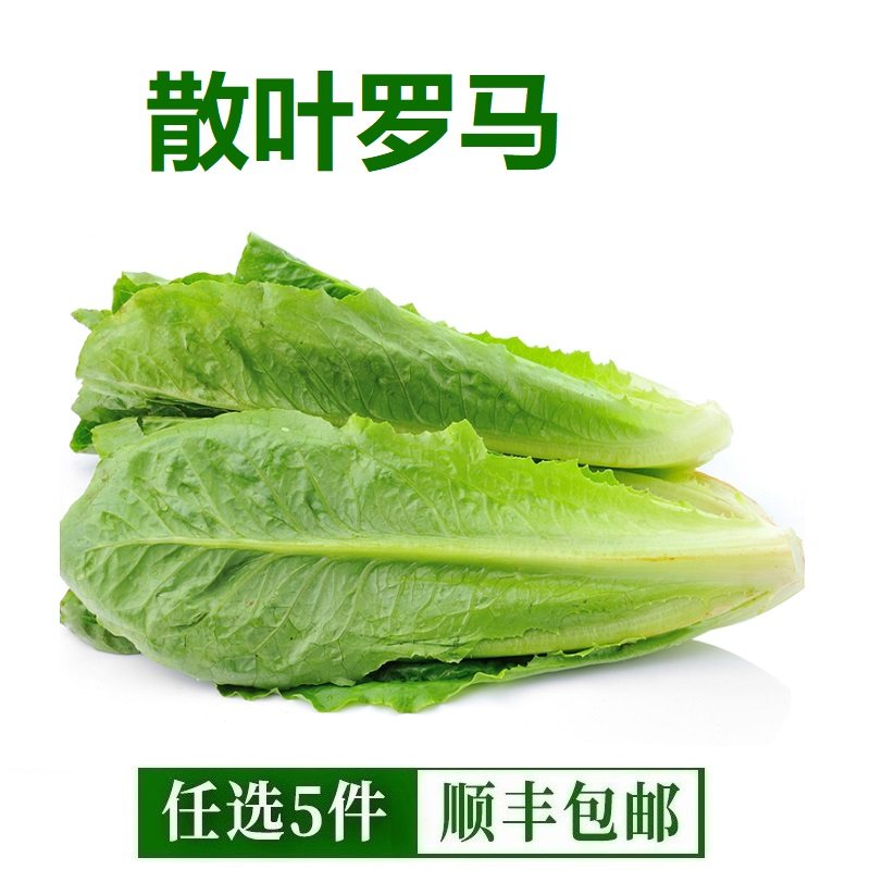 新鲜散叶罗马生菜 直立罗马生菜 新鲜蔬菜西餐配料沙拉食材500g,水产肉类/新鲜蔬果/熟食,叶菜类,淘宝优惠券,粉丝福利购,淘宝优惠卷