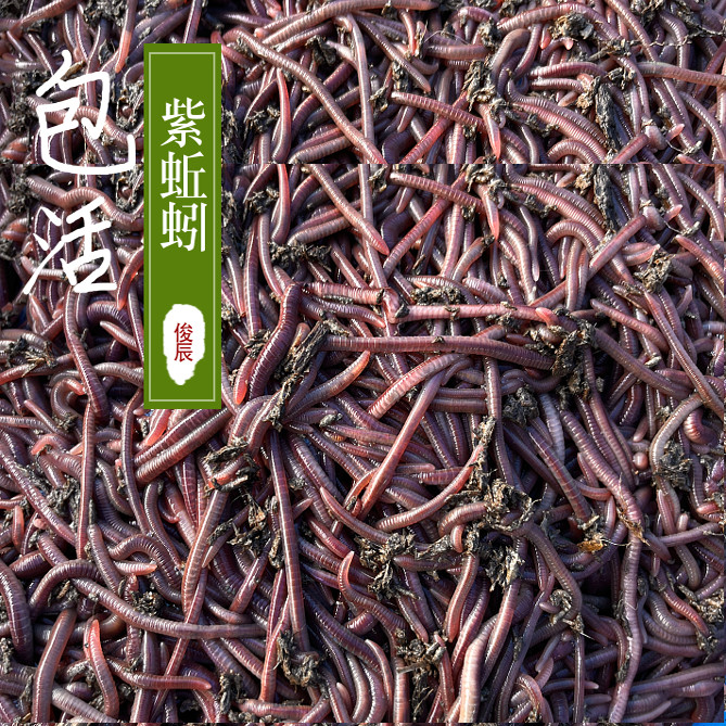 紫蚯蚓盒装鲜活饵大号