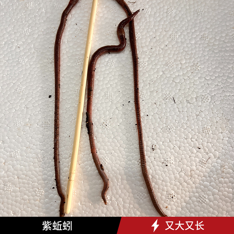 红紫蚯蚓包活到家罗非鲈鱼打窝料