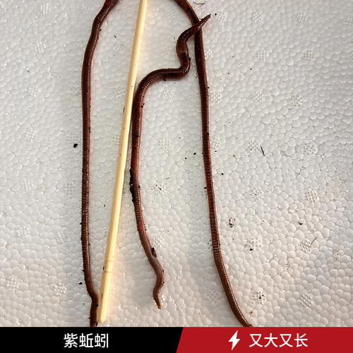 红紫蚯蚓包活到家罗非鲈鱼打窝料