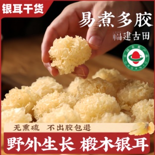福建古田椴木银耳干货易出胶煲汤无熏硫易煮多胶野外生长银耳干货