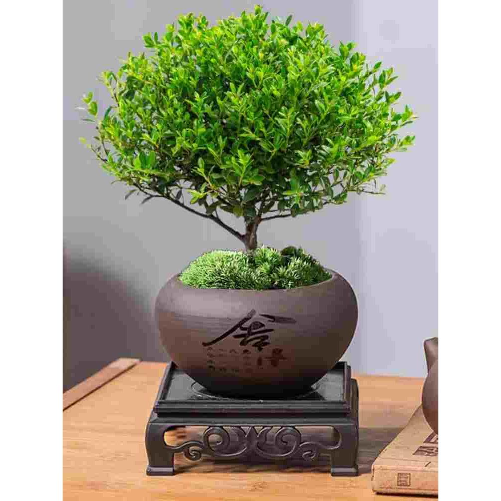 小叶赤楠金丝楠木盆栽盆景迷你植物室内办公室桌面小绿植四季好养