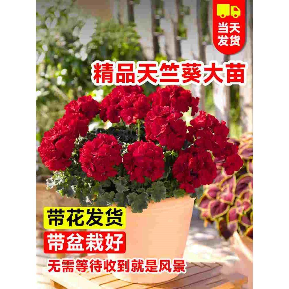 天竺葵带花苞发货盆栽花苗重瓣四季开花卉垂吊兰庭院室内阳台植物