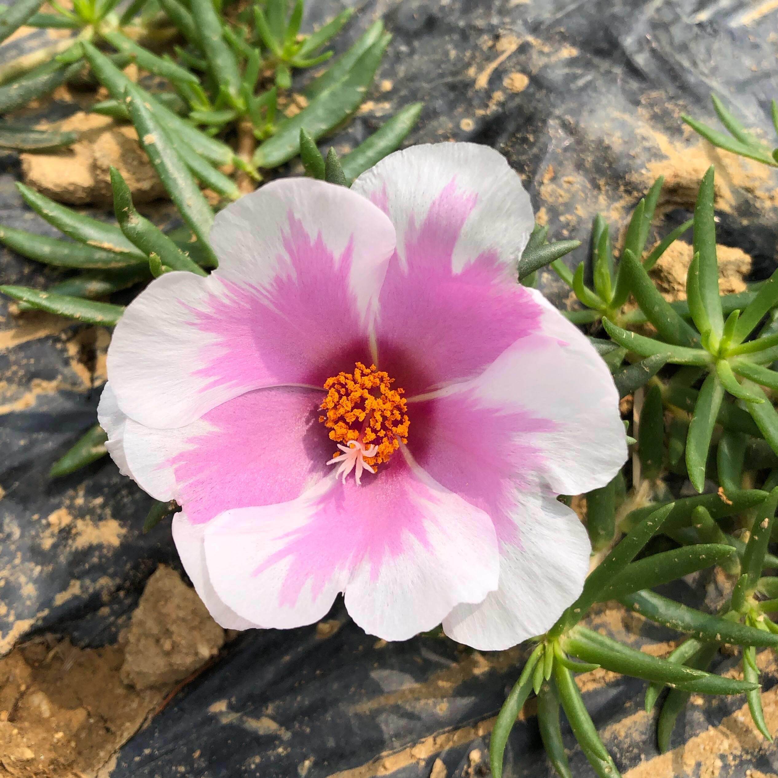 单瓣太阳花苗盆栽大花带花苞枝条宿根针叶牡丹半枝莲耐热耐晒绿植