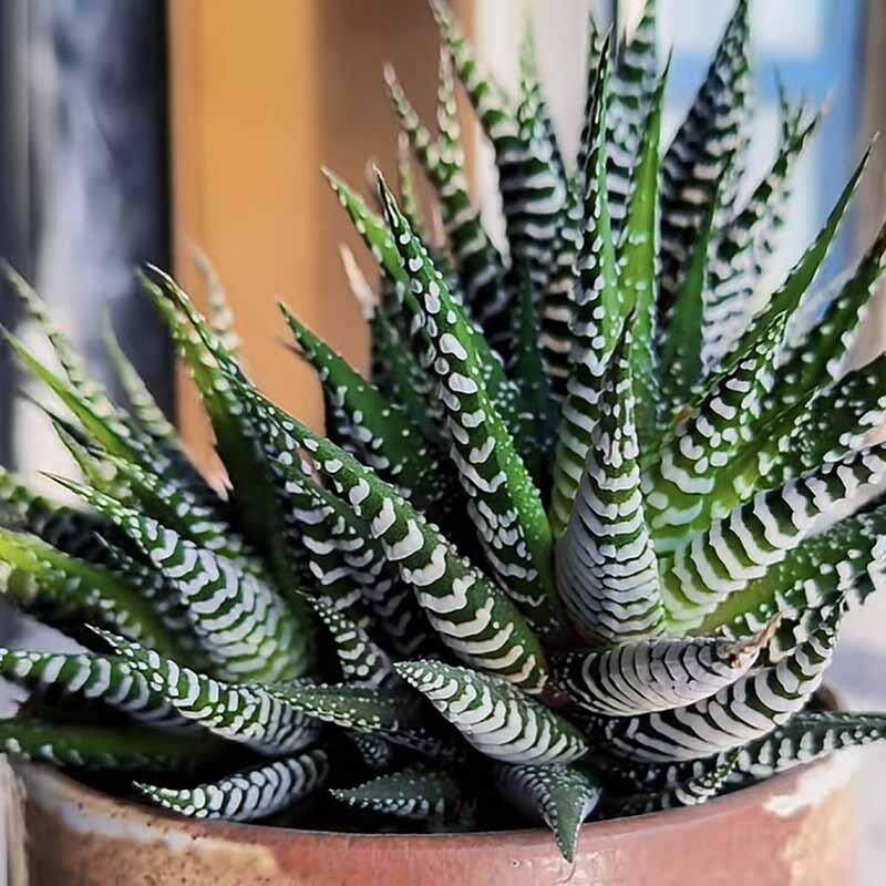 多肉十二卷多肉植物组合盆栽精品大颗鹰爪办公室阳台茶桌绿植花卉