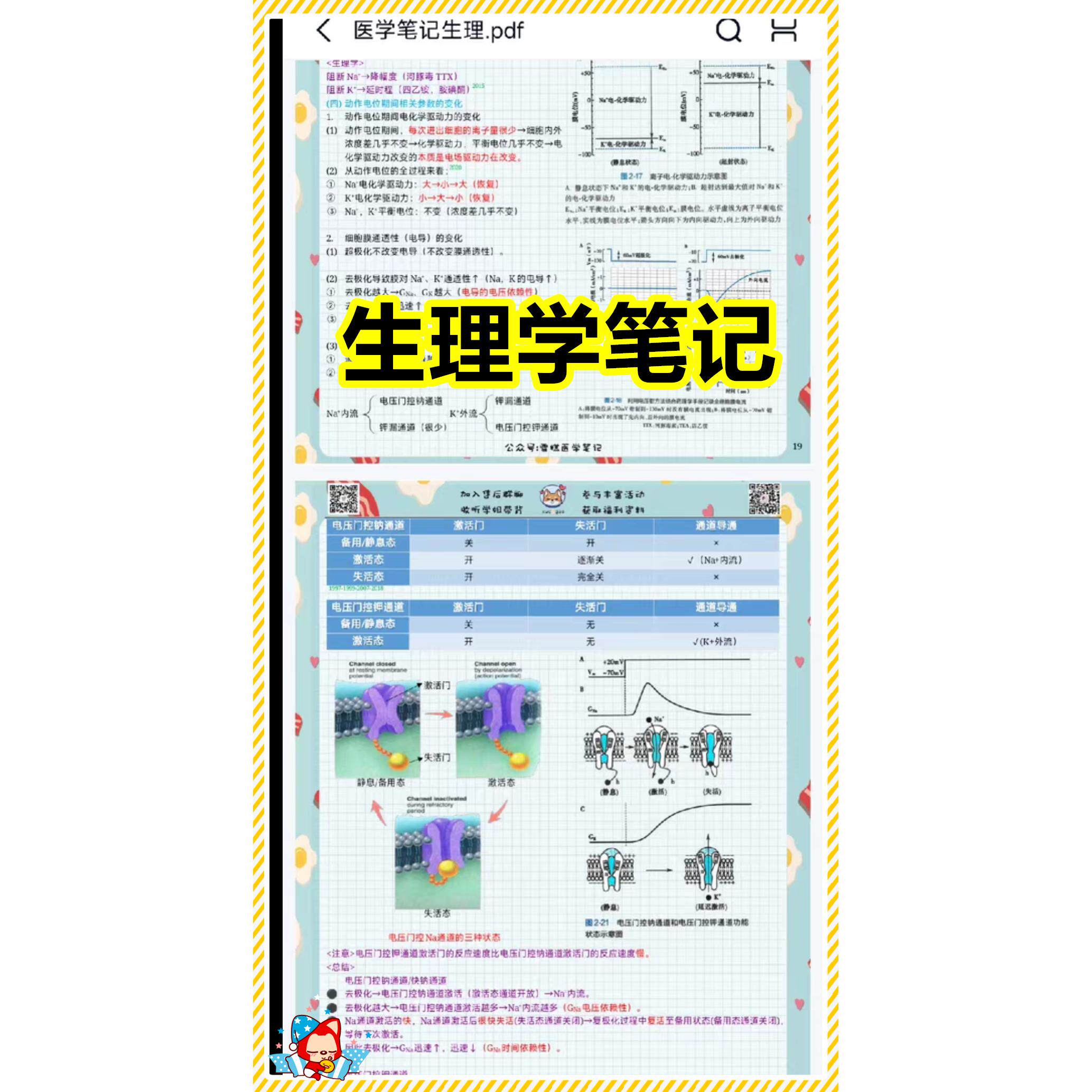 生理学笔记PDF 考研学习笔记适用期末考试考编考研考执业规培