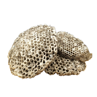 包邮蜂房100克 露蜂房马蜂窝蜂巢野蜂窝大黄蜂窝整个露蜂房中药材