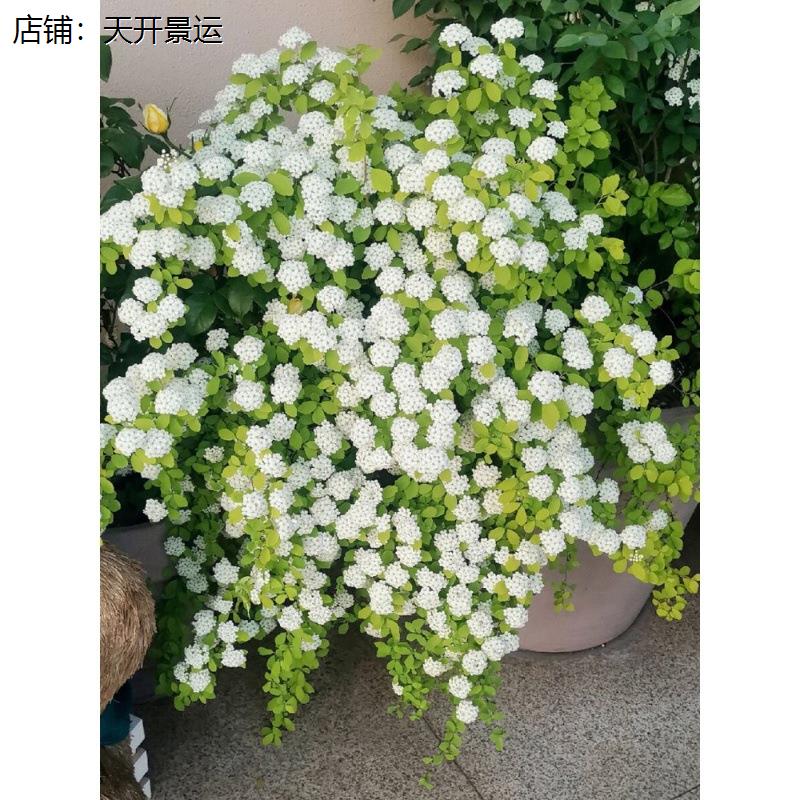 遇水开花水培小手球爆瓶雪白阳台客厅卧室懒人好养菱叶绣线菊盆栽