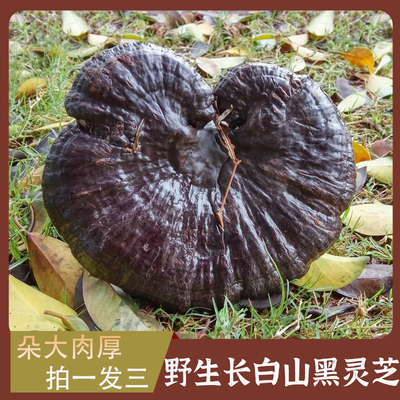 黑灵芝野生长白山正宗整支中药材