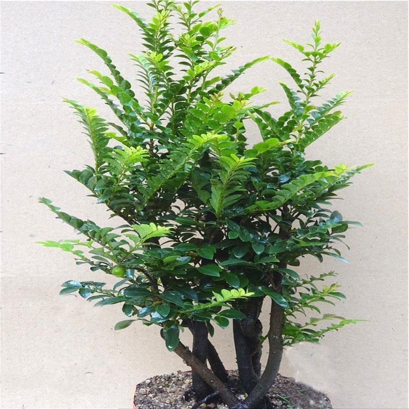 小叶紫檀盆景树桩室内桌面阳台绿植四季常青植物除甲醛树苗小盆栽