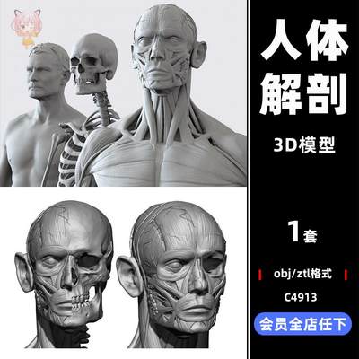 zbrush男女角色基础人物zb模型3d解剖骨骼肌肉C4D人体obj模型建模