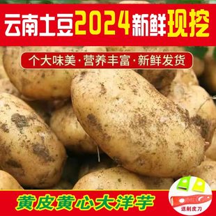 费 2024云南新挖老品种黄皮黄心粉糯土豆沙面洋芋自种高山马铃薯 免邮