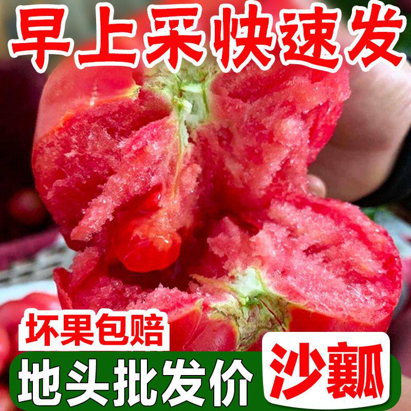 云南半沙瓤番茄新鲜生吃西红柿生吃沙瓤大番茄自然熟水果粉柿子