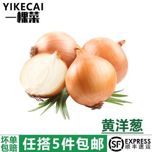 黄洋葱圆葱头蔬菜新鲜农家自种