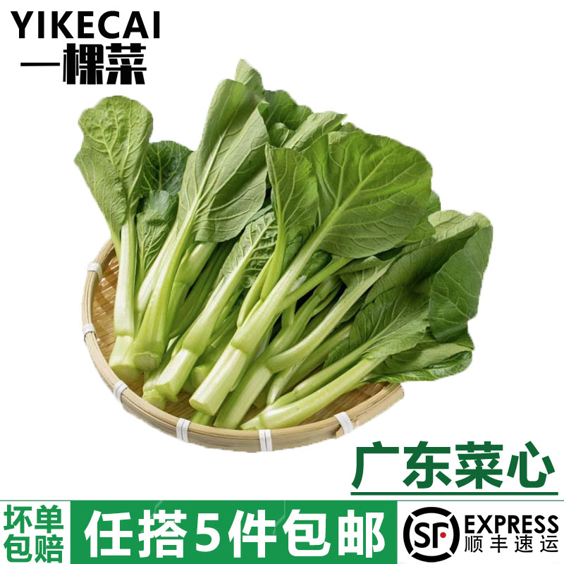 yikecai广东菜心新鲜菜当季蔬菜