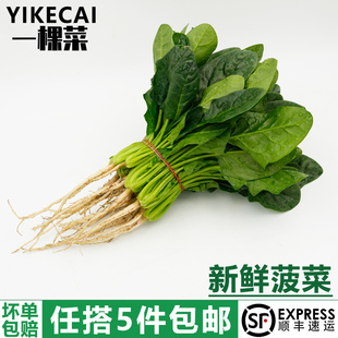 菠菜500g 新鲜采摘时令农家蔬菜火锅食材大叶菠菜红根赤根波斯菜
