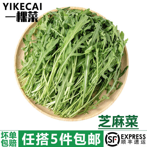 芝麻菜基地直发YIKECAI新鲜采摘