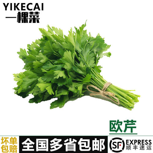 新鲜意大利芹欧芹香芹法国香菜