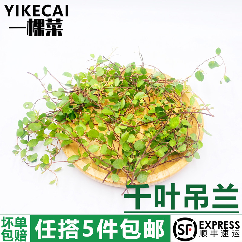 千叶吊兰1盒长寿藤吊兰叶子图片