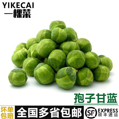 孢子甘蓝新鲜蔬菜小包菜小卷心菜