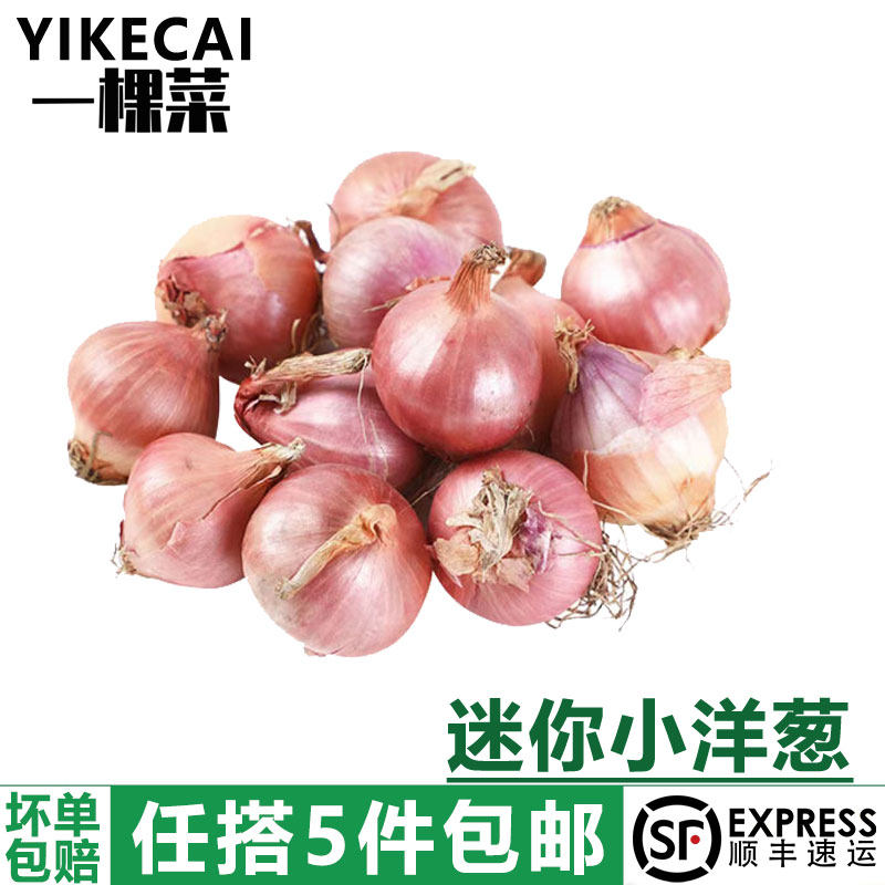 【YIKECAI】迷你小洋葱500g 新鲜生吃东北毛葱朱葱鬼子葱小圆葱