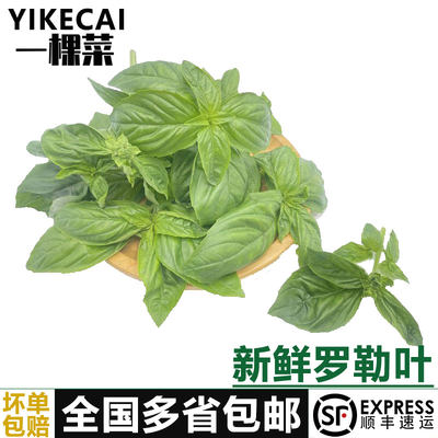 【YIKECAI】新鲜罗勒叶500g 食用西餐香料 披萨草 甜罗勒 欧罗