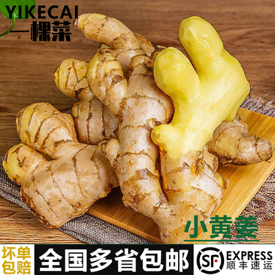 云南小黄姜250g-5斤新鲜老姜