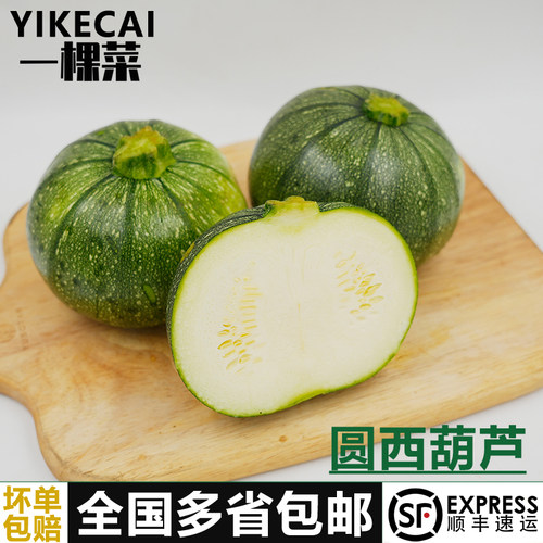 新鲜圆形西葫芦2-5斤水煮菜蘸水
