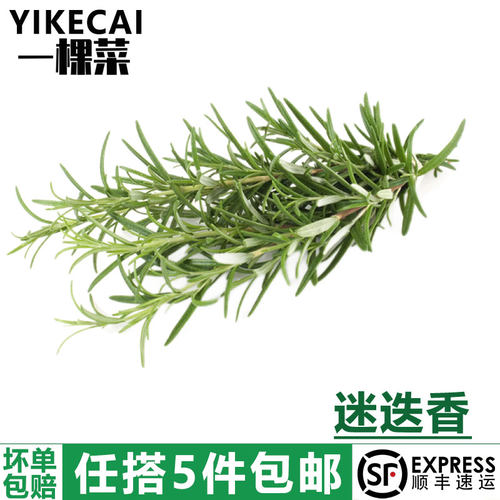 新鲜迷迭香西餐牛排香料食用调料