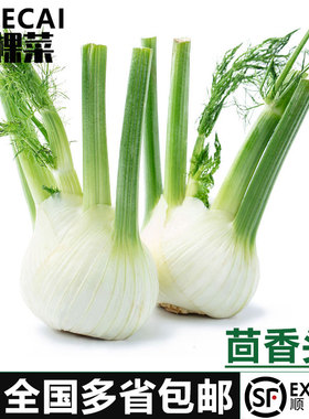 【YIKECAI】茴香头1-5斤 新鲜茴香根茴香球茎 西餐料理香料食材