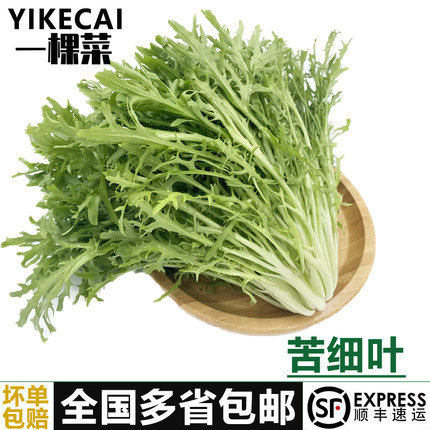 苦细叶250-2500g新鲜苦叶生菜蔬菜苦菊沙拉食材狗牙菜苦苣