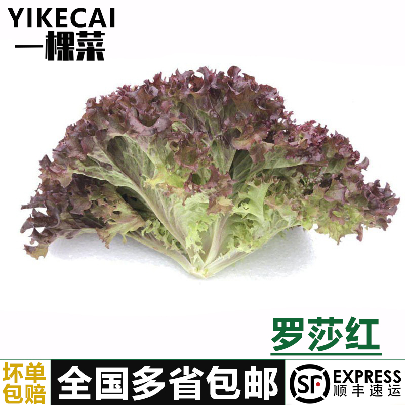 红叶生菜新鲜蔬菜沙拉食材紫叶