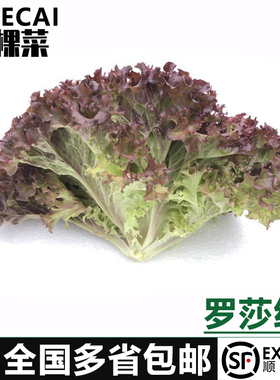 红叶生菜250-2500g罗莎红生菜新鲜蔬菜沙拉食材紫叶色拉菜