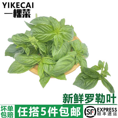 【YIKECAI】新鲜罗勒叶500g 食用西餐香料 披萨草 甜罗勒 欧罗