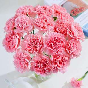 康乃馨鲜花云南基地直发鲜切花昆明直批室内家用水养插花20枝花束