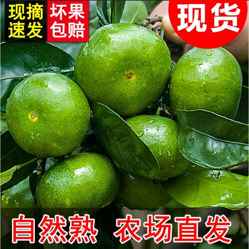 福建酸甜橘子新鲜现摘青皮橘子薄皮蜜桔无籽桔子孕妇水果5斤包邮