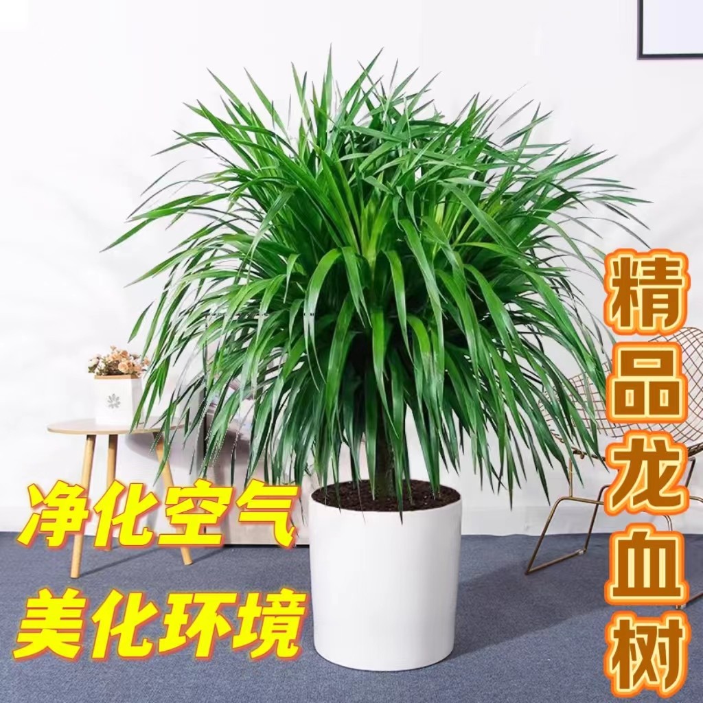 龙须树 多头龙血树 龙铁树室内客厅盆栽花卉植物办公室盆景