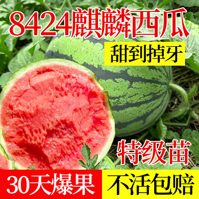 四季早熟8424麒麟瓜嫁接盆栽地栽大棚无籽西瓜苗甜瓜苗羊角密苗